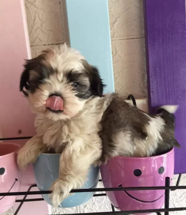 Shih Tzu Saf Irk Yavrularım