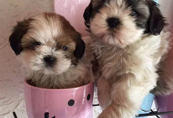 Shih Tzu Saf Irk Yavrularım
