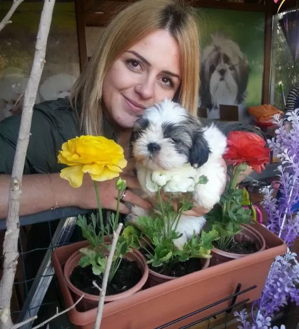 Shih Tzu Saf Irk Yavrularım