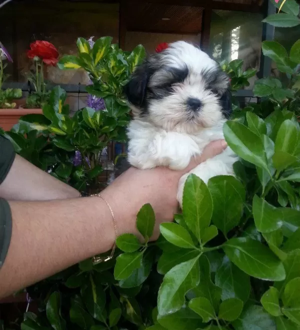 Shih Tzu Saf Irk Yavrularım