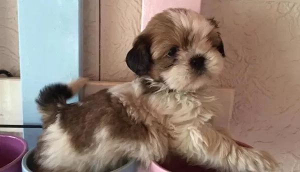 Shih Tzu Saf Irk Yavrularım