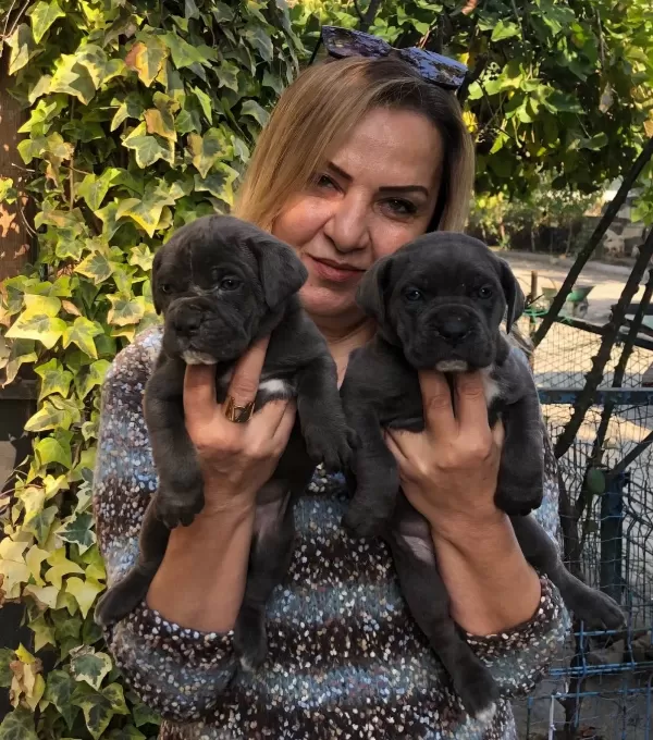 Irk Garantili Muhteşem Cane Corso Yavrularımız