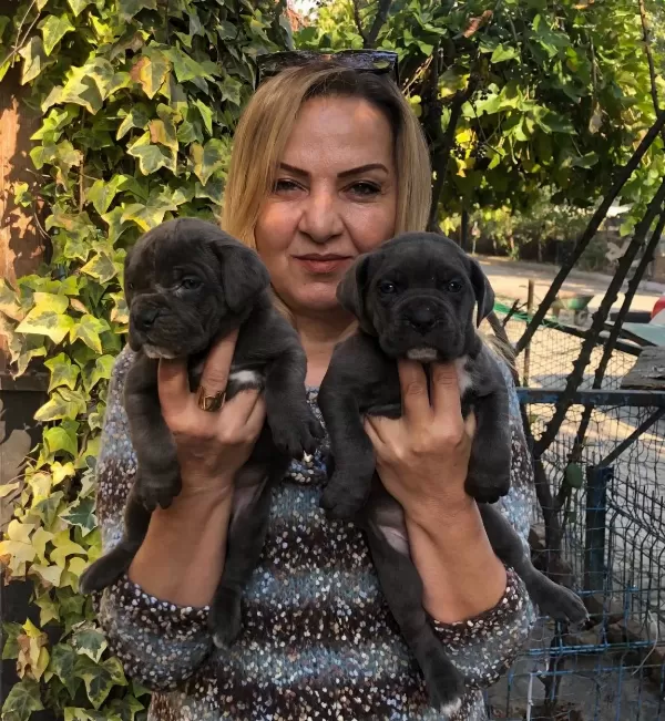 Irk Garantili Muhteşem Cane Corso Yavrularımız