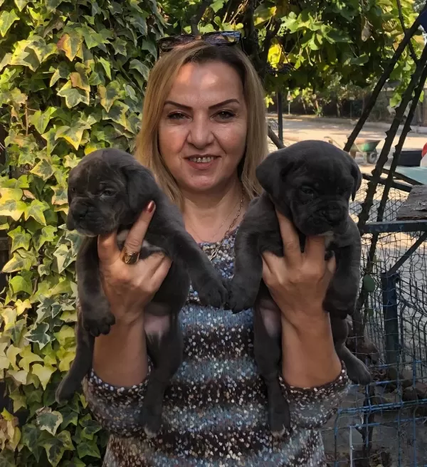 Irk Garantili Muhteşem Cane Corso Yavrularımız