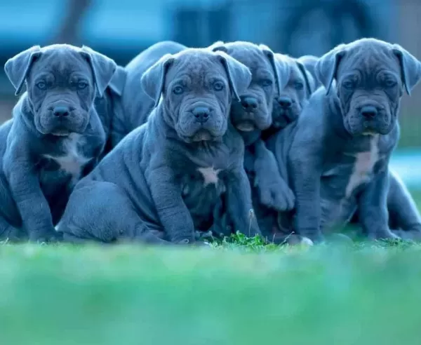 Ruhsatlı Uretim Ciftliginden A Kalite Cane Corso