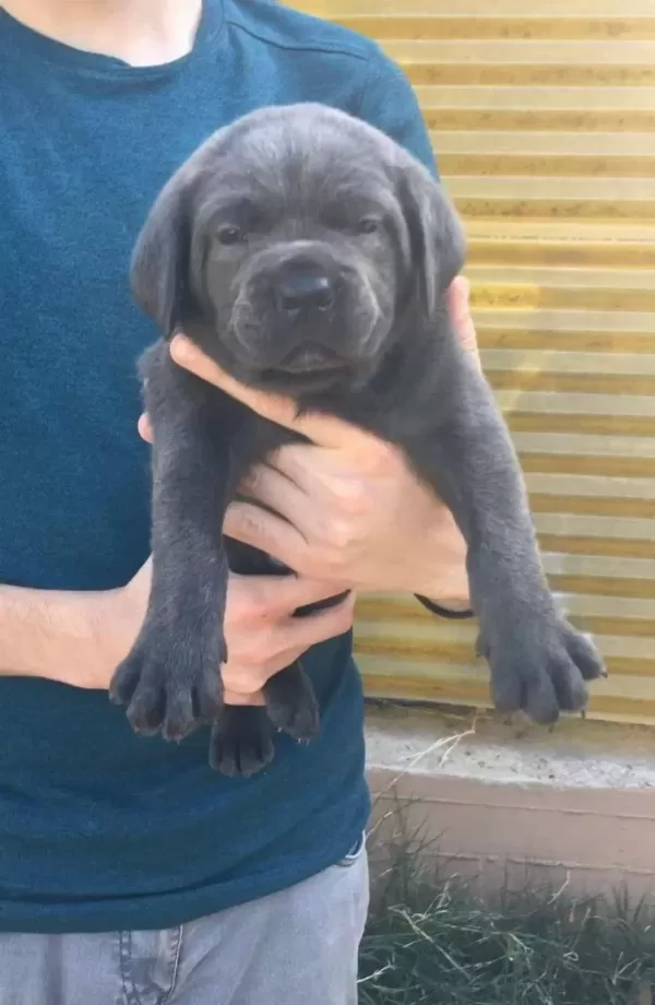 Ruhsatlı Uretim Ciftliginden A Kalite Cane Corso