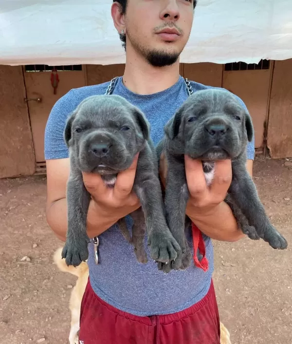 Ruhsatlı Uretim Ciftliginden A Kalite Cane Corso
