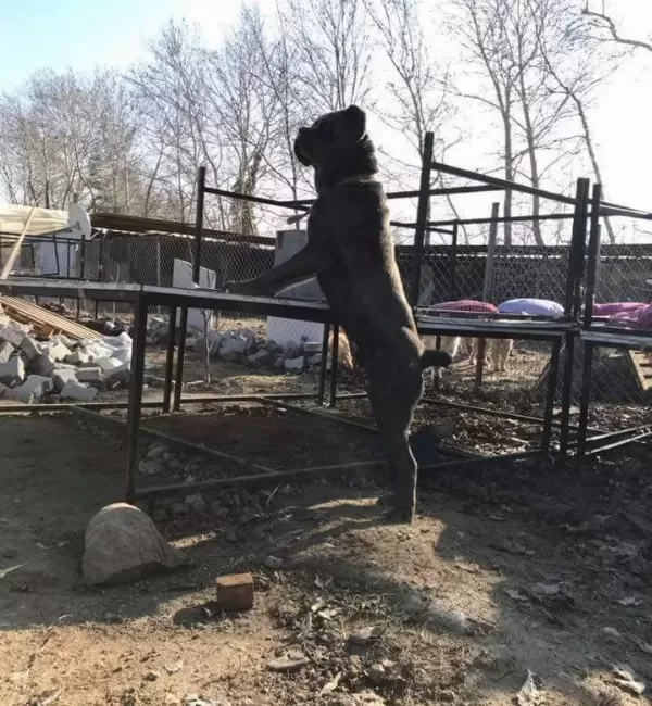 Ruhsatlı Uretim Ciftliginden A Kalite Cane Corso