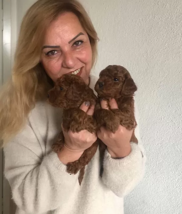 tüy Dokmez Koku Yapmaz Harika Toy Poodle Yavrularımız