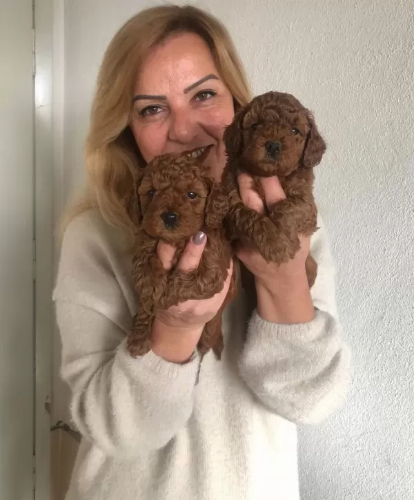 tüy Dokmez Koku Yapmaz Harika Toy Poodle Yavrularımız