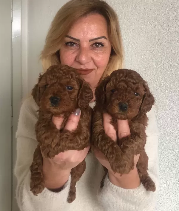 tüy Dokmez Koku Yapmaz Harika Toy Poodle Yavrularımız