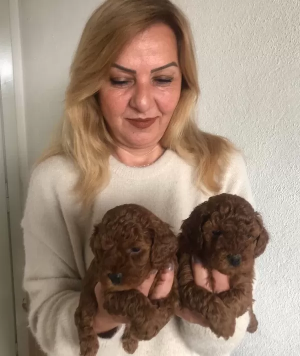 tüy Dokmez Koku Yapmaz Harika Toy Poodle Yavrularımız