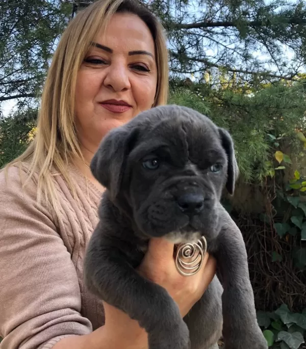 Muhteşem Irk Garantili Cane Corso Yavrularımız