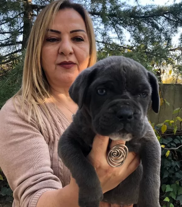 Muhteşem Irk Garantili Cane Corso Yavrularımız