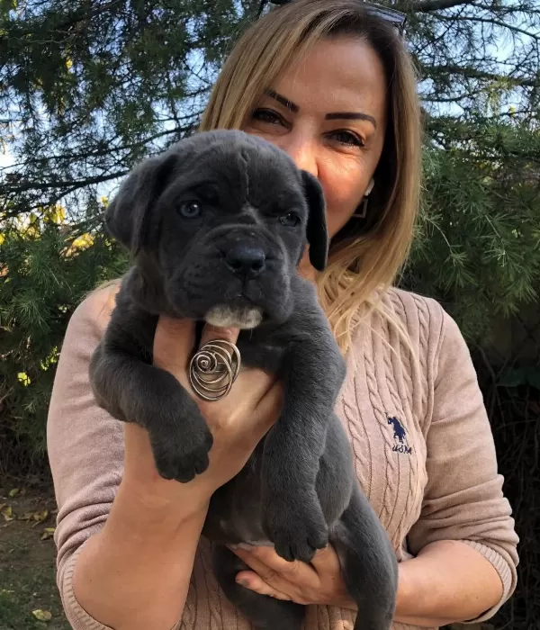 Muhteşem Irk Garantili Cane Corso Yavrularımız