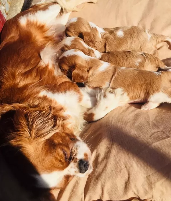 Kına Charles Cavalier Yavrularım