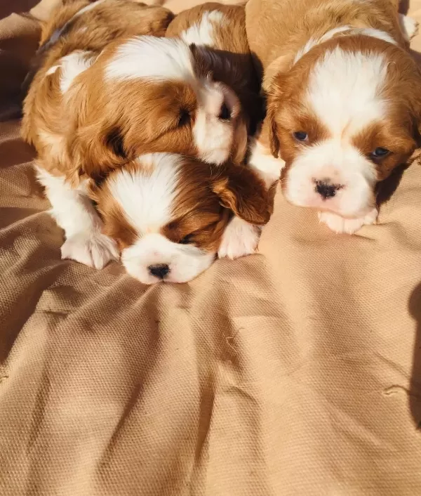 Kına Charles Cavalier Yavrularım