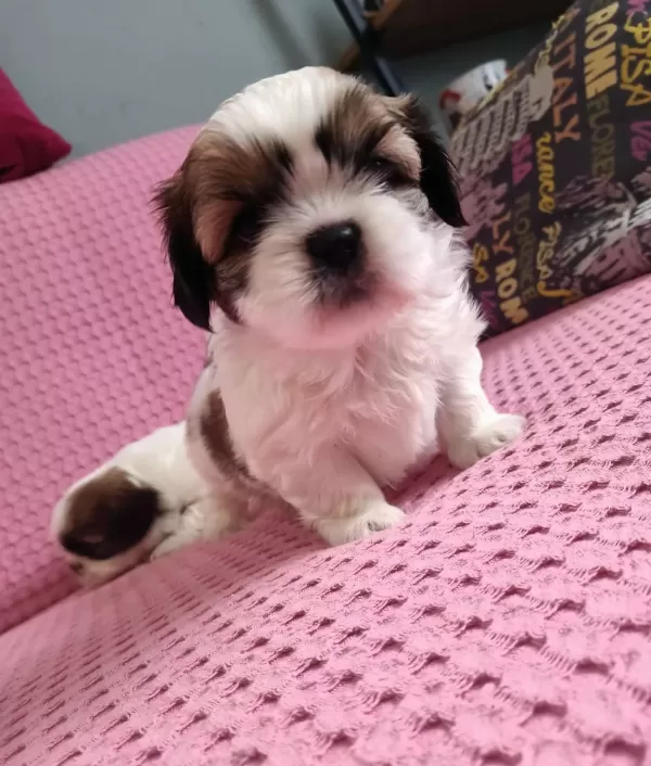 Mukemmel Shih Tzu Bebekler
