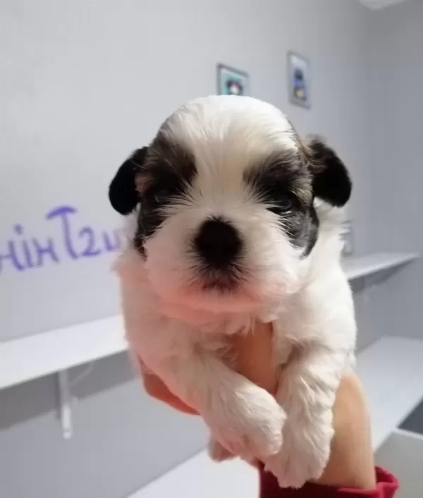 Mukemmel Shih Tzu Bebekler