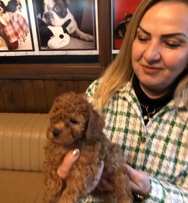 Mukemmel Irkının En güzel Toy Poodle Yavrularımız