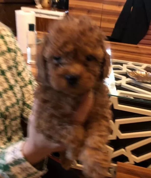 Mukemmel Irkının En güzel Toy Poodle Yavrularımız
