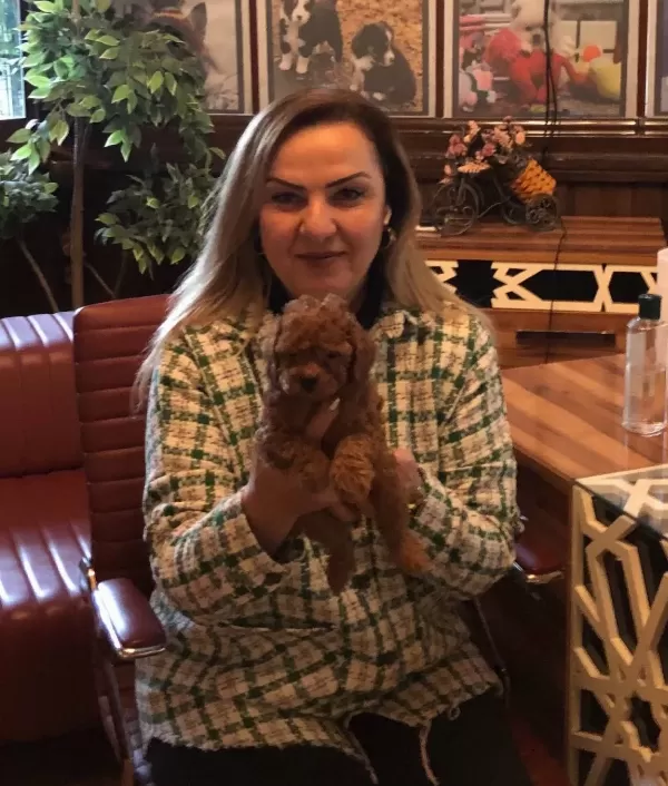 Mukemmel Irkının En güzel Toy Poodle Yavrularımız