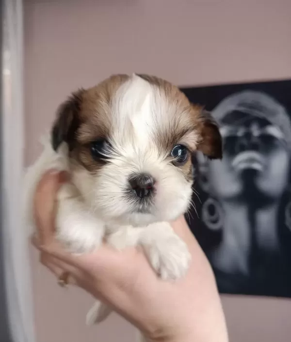 Mukemmel Kalite Shih Tzu Yavrularım