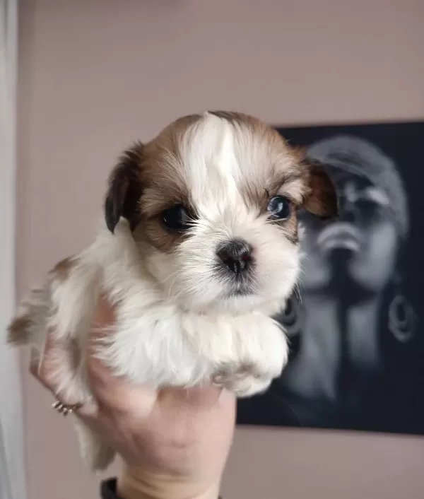 Mukemmel Kalite Shih Tzu Yavrularım