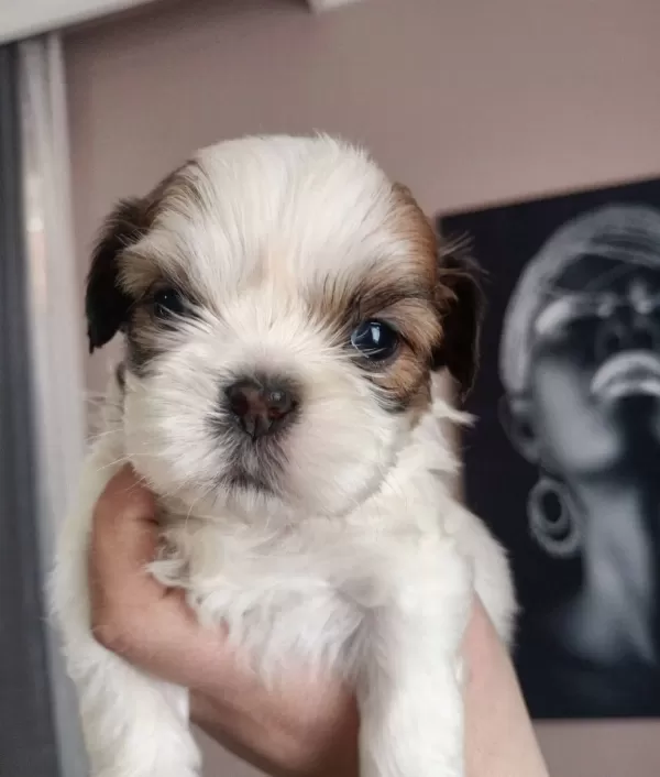 Mukemmel Kalite Shih Tzu Yavrularım