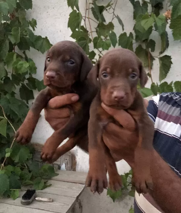 Doberman Yavrularım Sağlık Ve Irk Garantilidir