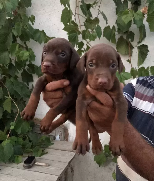 Doberman Yavrularım Sağlık Ve Irk Garantilidir