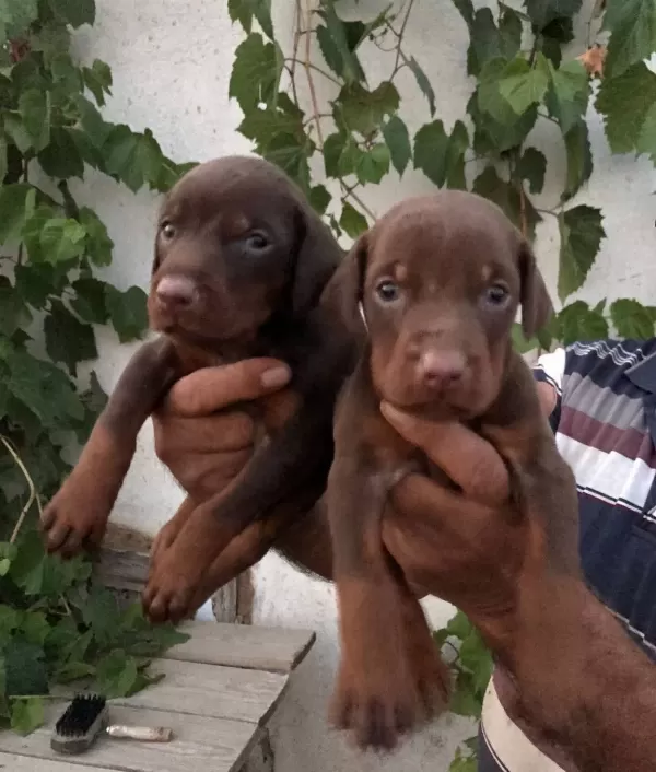 Doberman Yavrularım Sağlık Ve Irk Garantilidir