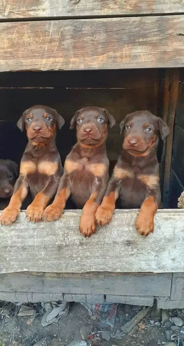 Doberman Yavrularım Sağlık Ve Irk Garantilidir