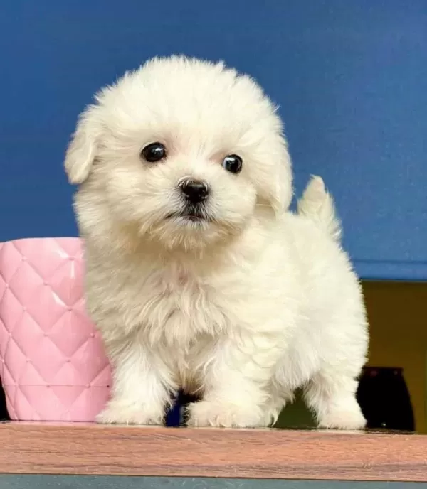 Maltesse Terrier Numara