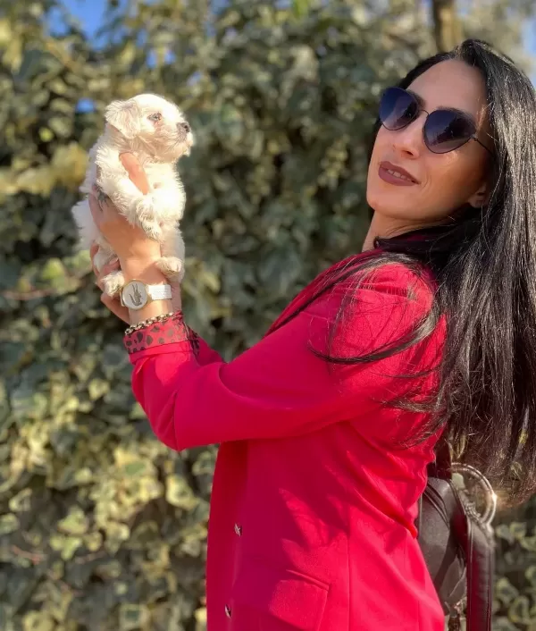 Maltese Sıfır No Yavrularım Sağlık Ve Irk Garantilidir