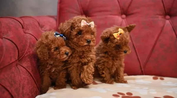 Toy Poodle Red Brown Bebek Surat Yavrularımız