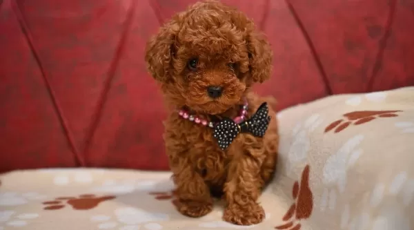 Toy Poodle Red Brown Bebek Surat Yavrularımız