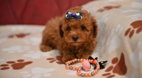 Toy Poodle Red Brown Bebek Surat Yavrularımız