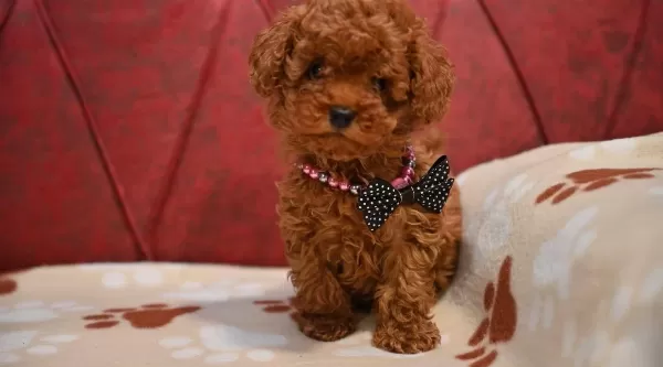 Toy Poodle Red Brown Bebek Surat Yavrularımız
