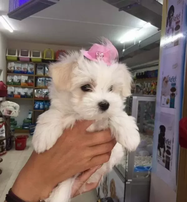 Maltesse Terrier Numara
