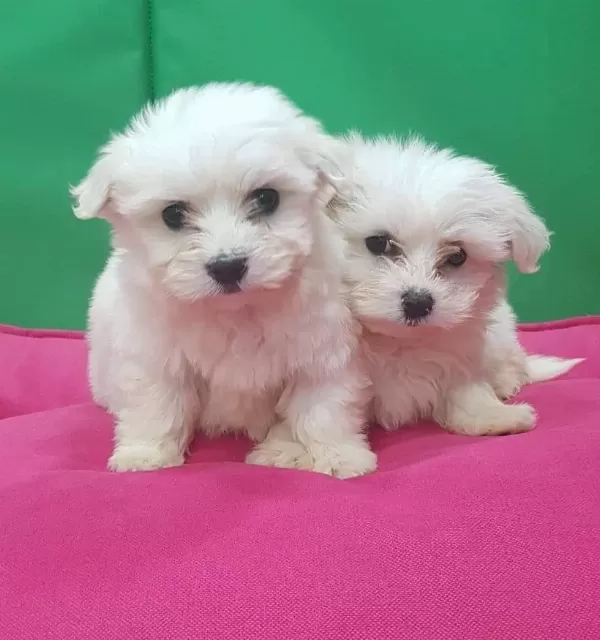Maltesse Terrier Numara