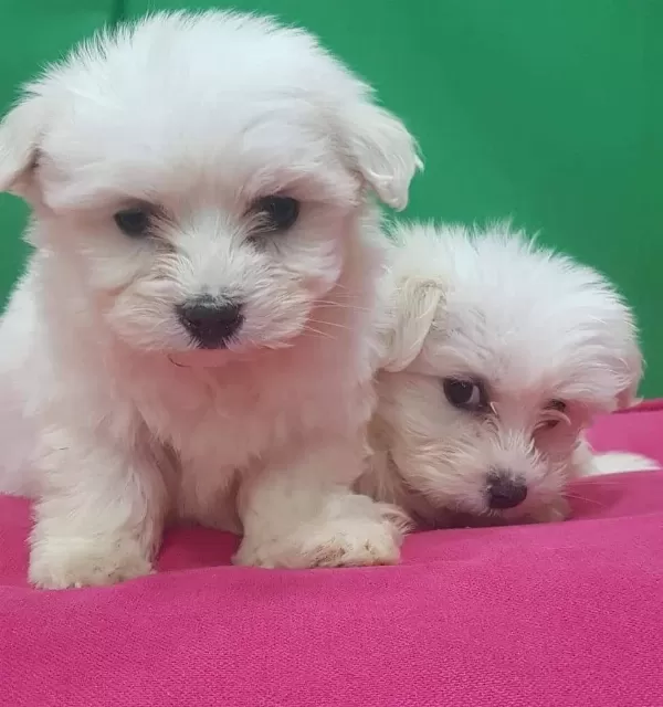 Maltesse Terrier Numara