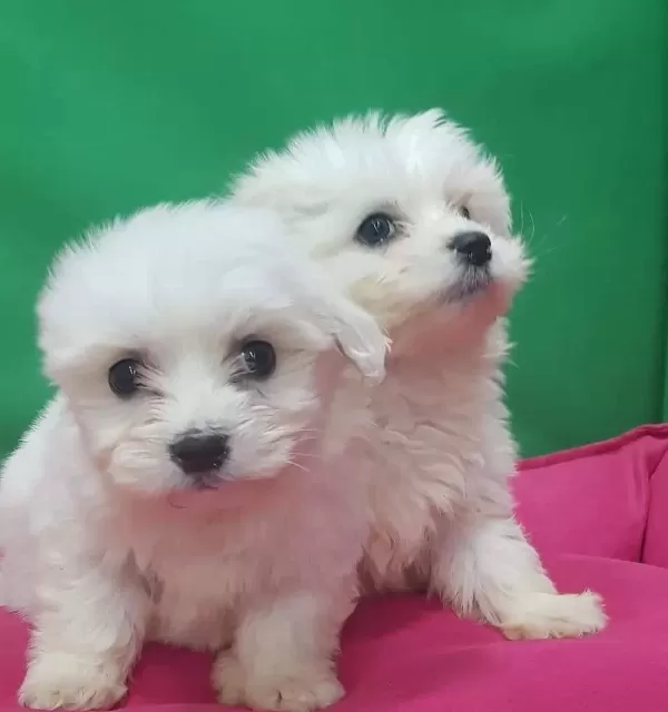 Maltesse Terrier Numara