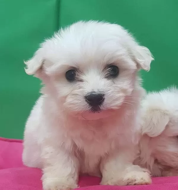 Maltesse Terrier Numara