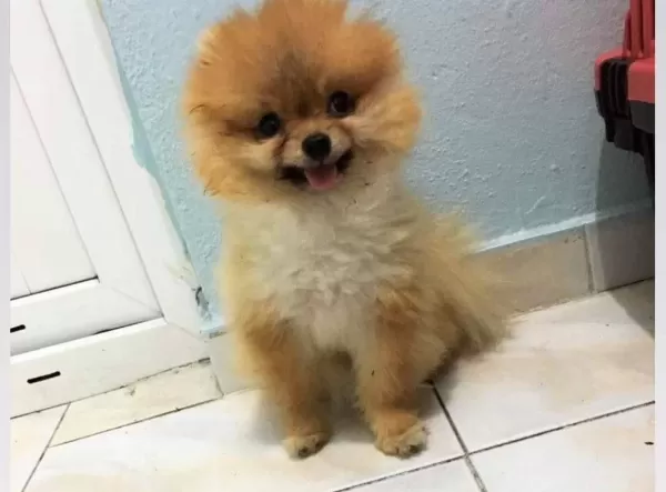 Pomerrian Boo Yavrumuz