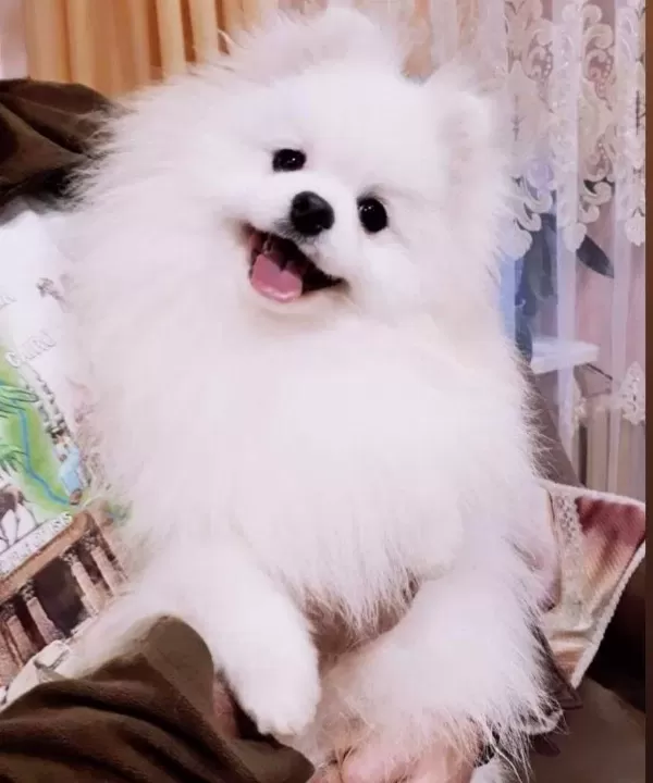 Pomerrian Boo Yavrumuz