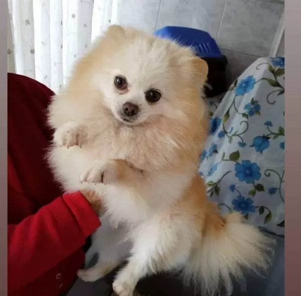 Pomerrian Boo Yavrumuz