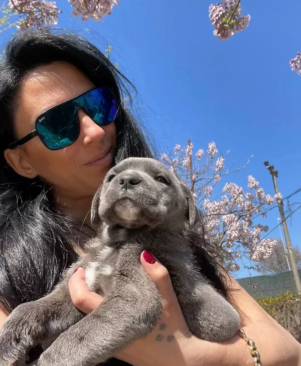 Cane Corso Yavrularım Sağlık Ve Irk Garantilidir