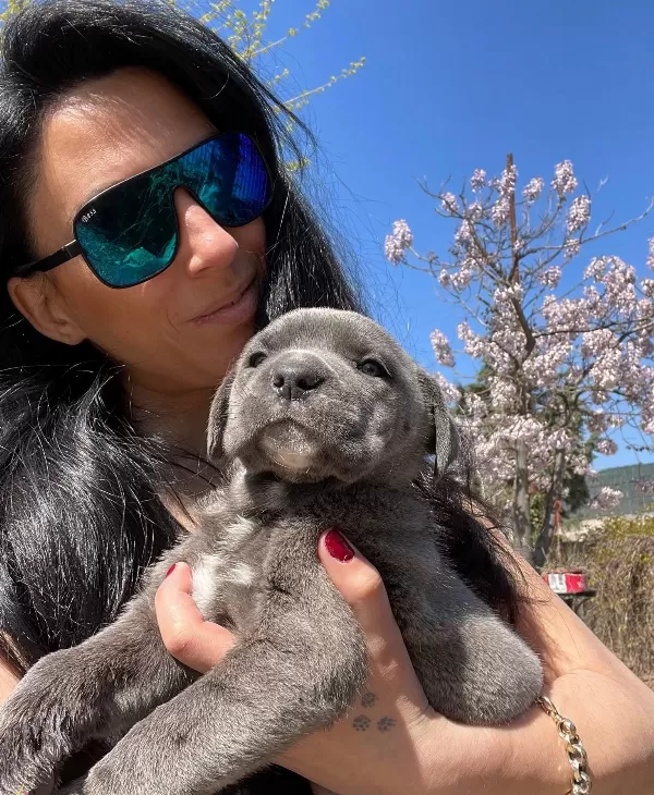 Cane Corso Yavrularım Sağlık Ve Irk Garantilidir