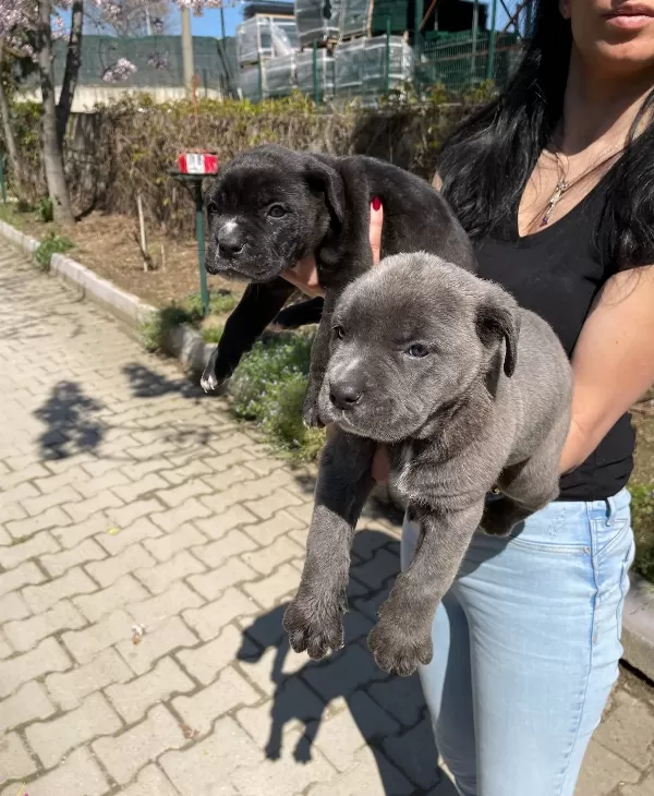 Cane Corso Yavrularım Sağlık Ve Irk Garantilidir